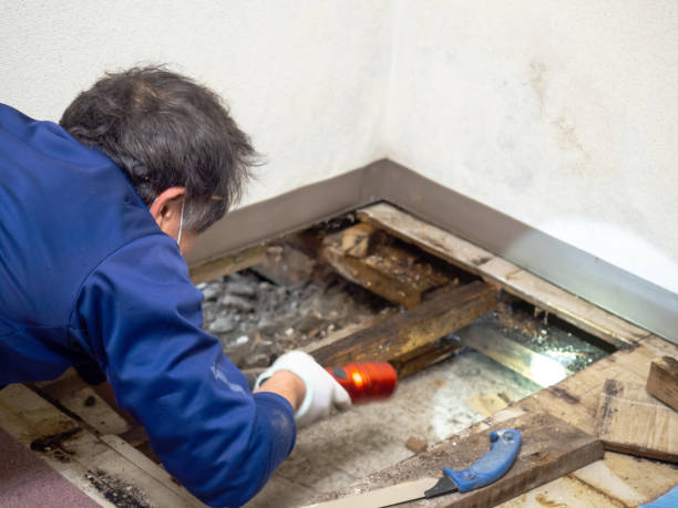 Lockport, LA Mold Removal Company