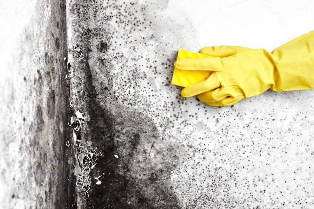 Best Attic Mold Removal  in Lockport, LA