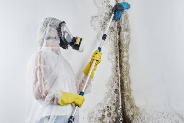 Best Mold Cleaning Services  in Lockport, LA