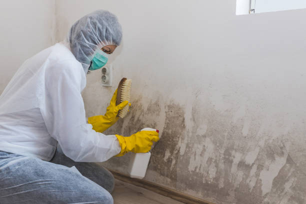 Attic Mold Removal in Lockport, LA