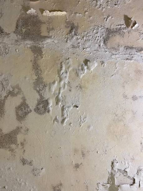 Best Affordable Mold Removal  in Lockport, LA
