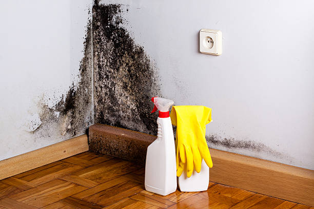 Best Certified Mold Removal  in Lockport, LA